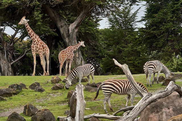 dierentuin
