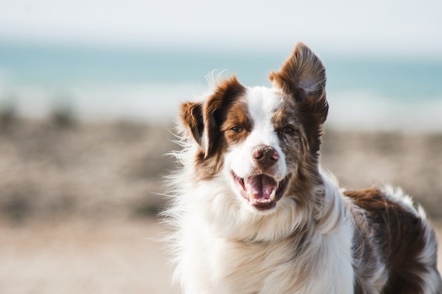 Hond